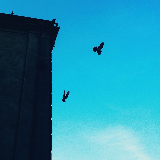 Attack from on high - #pigeons #copenhagen #blue #birds #silhouette