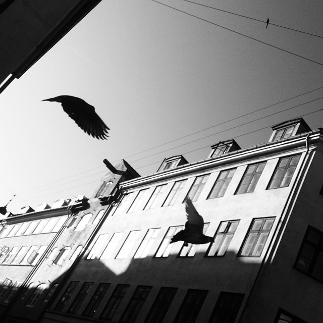 More evil doers - #skyrats #pigeons #snarens #copenhagen #blackandwhite #birds #silhouette