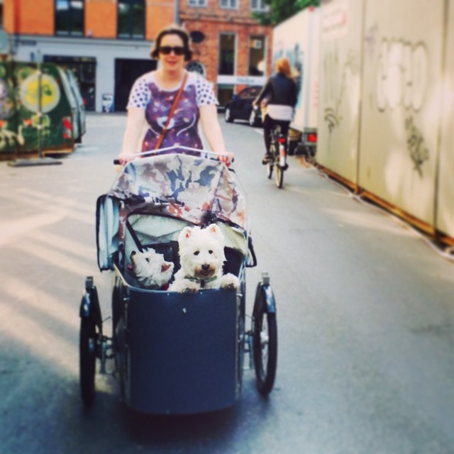 #summer #nihola #bike adventure in #copenhagen with #moomin and #Marcy - #westies #bikedogs