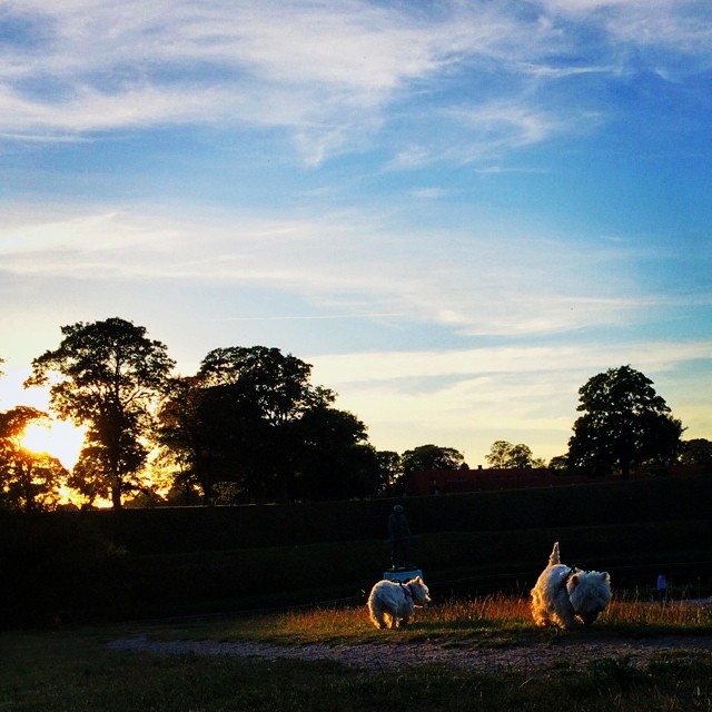 #vscocam #moomin and #Marcy find the last spot of #sunlight - #westie #sunset #kastellet #copenhagen