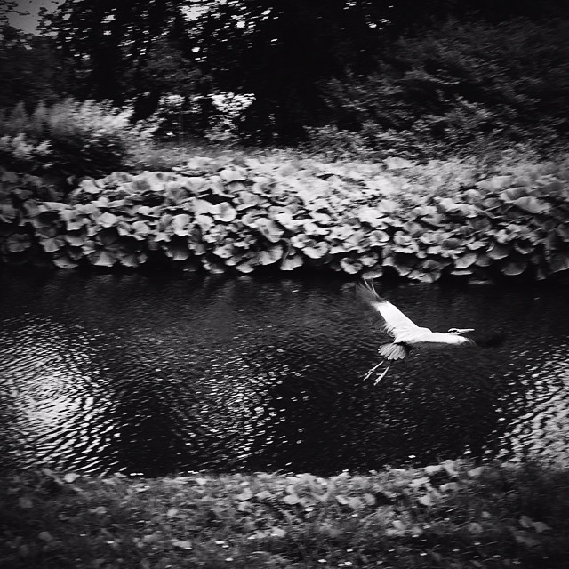 #heron in #fredriksbergpark #copenhagen #blackandwhite #vscocam