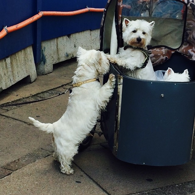 #marcy attracts a #westie admirer from her #nihola - #copenhagen #instadogs #bikedogs