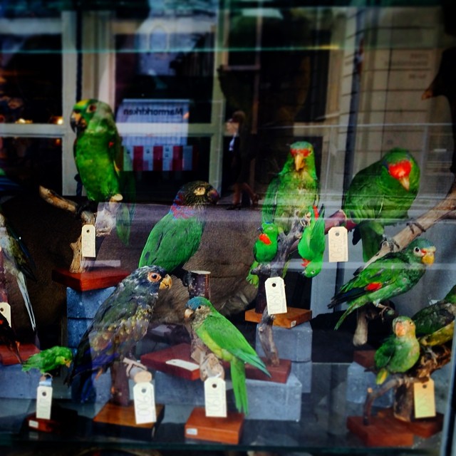 This #parrot is no more - #taxidermy #stuffed #birds #copenhagen #collection