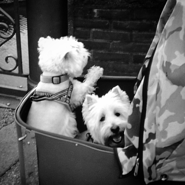 #moomin the #westie #loves the #nihola - #bikedogs #cycling #copenhagen