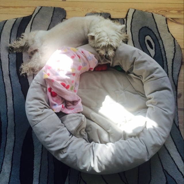 Marcy the #westie seems to be having trouble understanding how to use her #bed today - must be the #copenhagen #sunshine