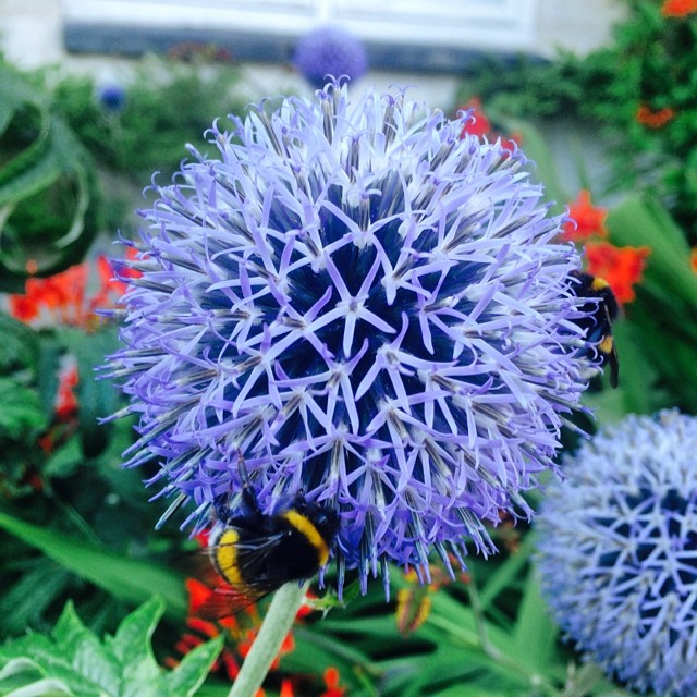 #flowers and #bees in #kongeligebibliotekshave #copenhagen