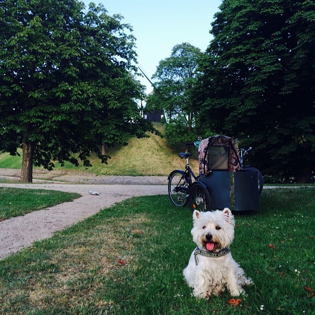 #marcy the #westie waiting patiently whilst we eat our #summer #evening #picnic at the #kastellet #copenhagen