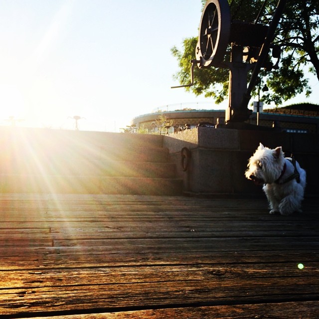 #moomin the #dockside #westie - #summer #copenhagen