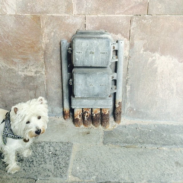 #marcy the #westie meets someone new but they are not much fun - #pareidolia #iseefaces