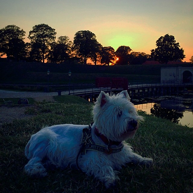 #moomin the #westie at the #kastellet enjoying the last of the days #sun - #copenhagen #sunset #summer