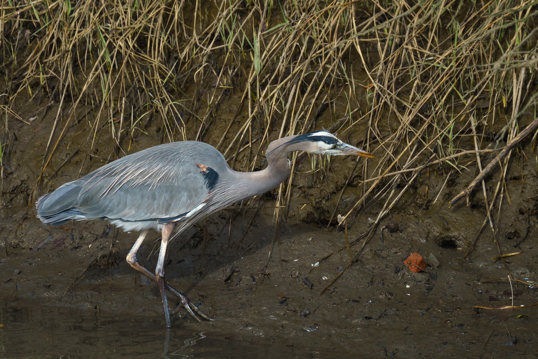 Blue heron