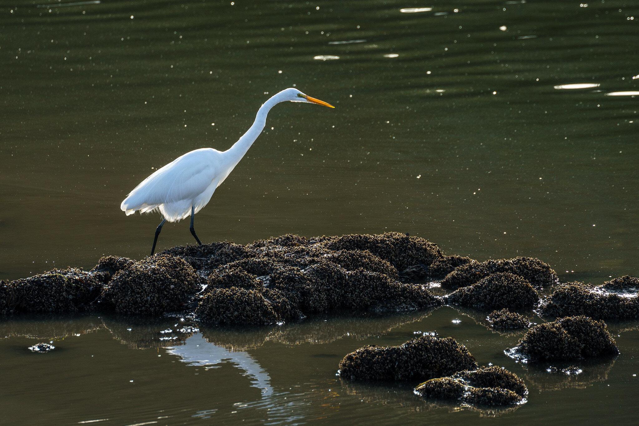 great egret