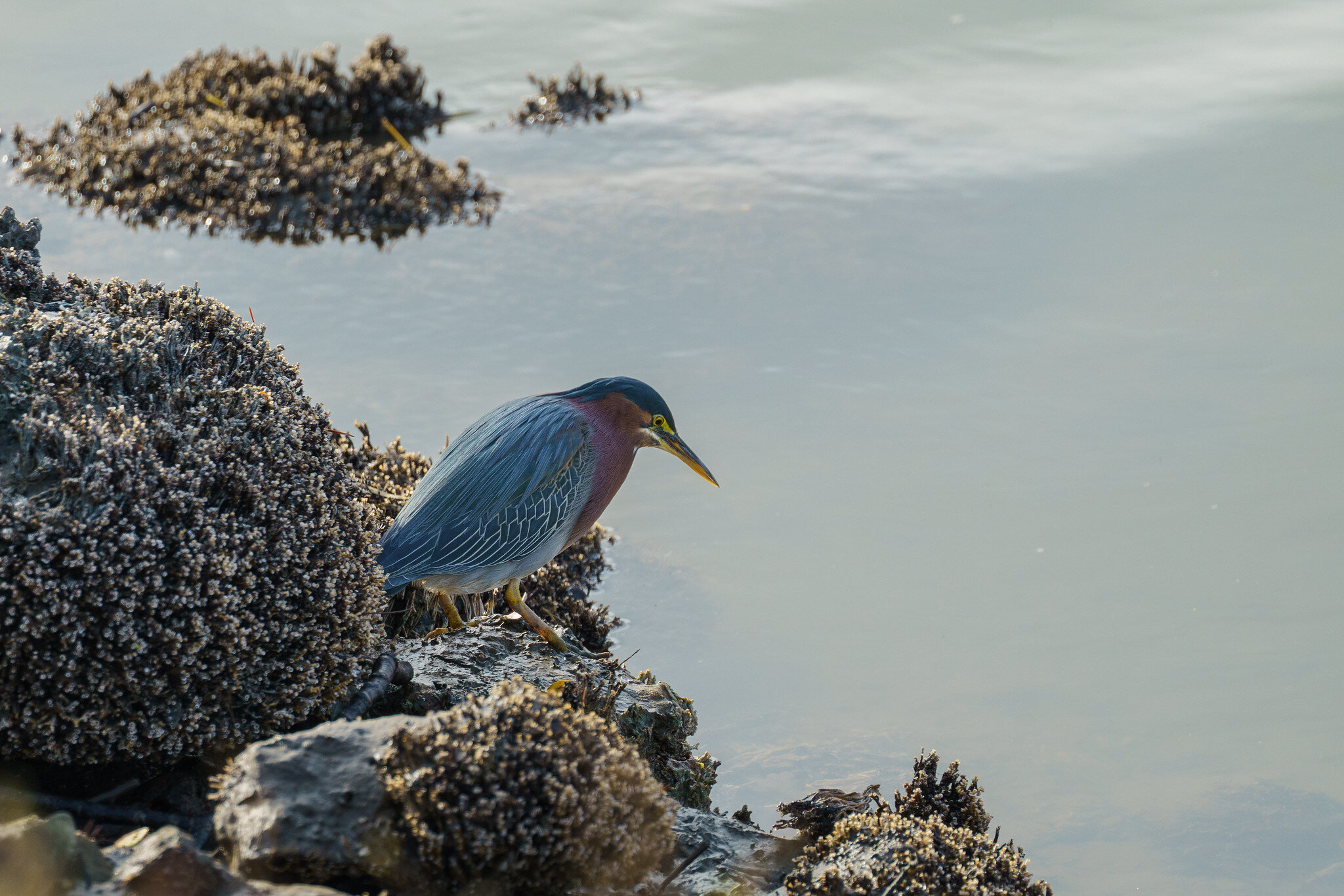 Green heron