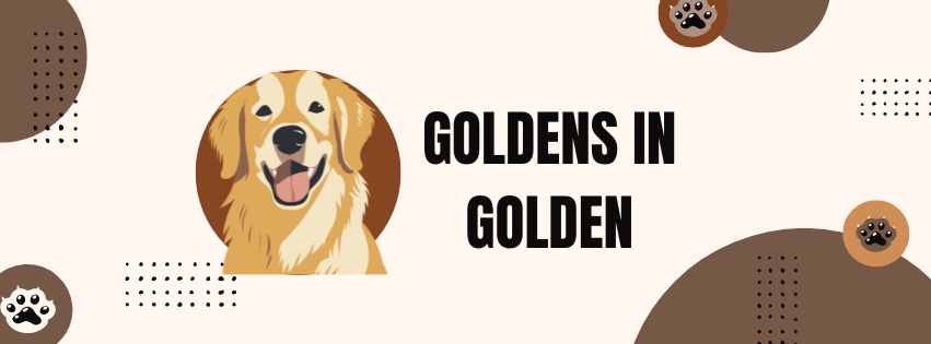Goldens in Golden