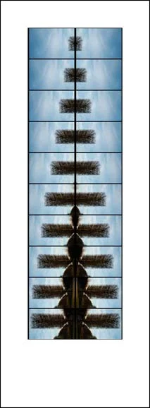 18-versailles tree's copy.jpg