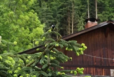 bird pic.jpg
