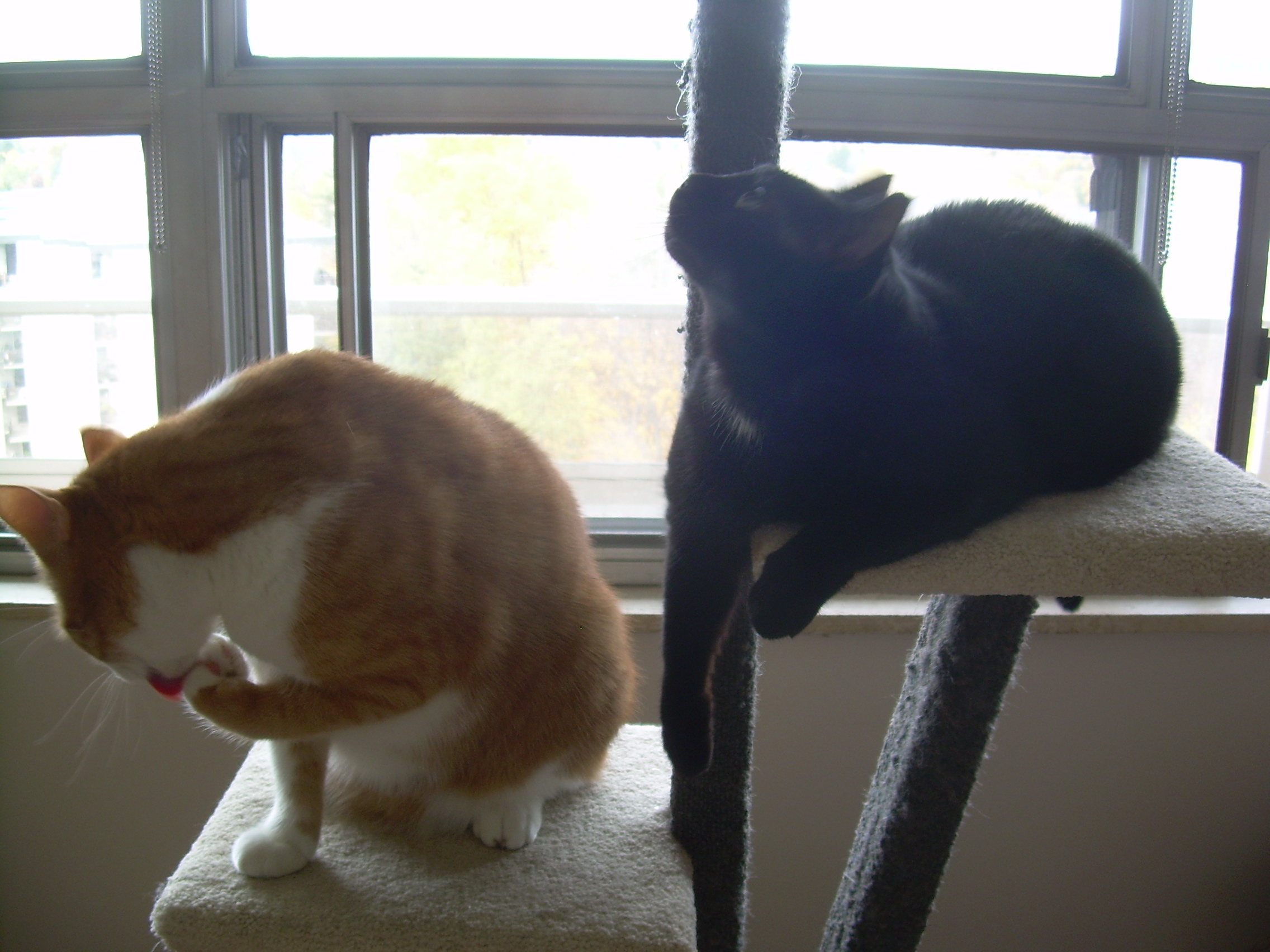 Snapshot_20130224_13.jpg