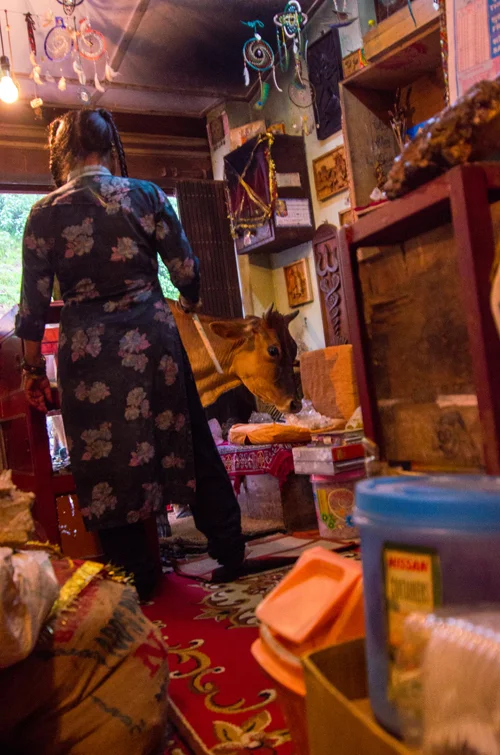 Meena gently trying to coax the cow out of her shop