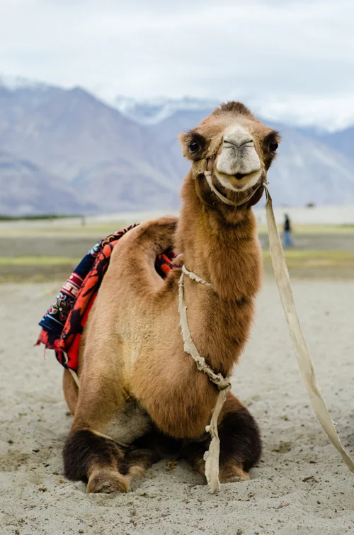 Mikayla's pretty lady camel