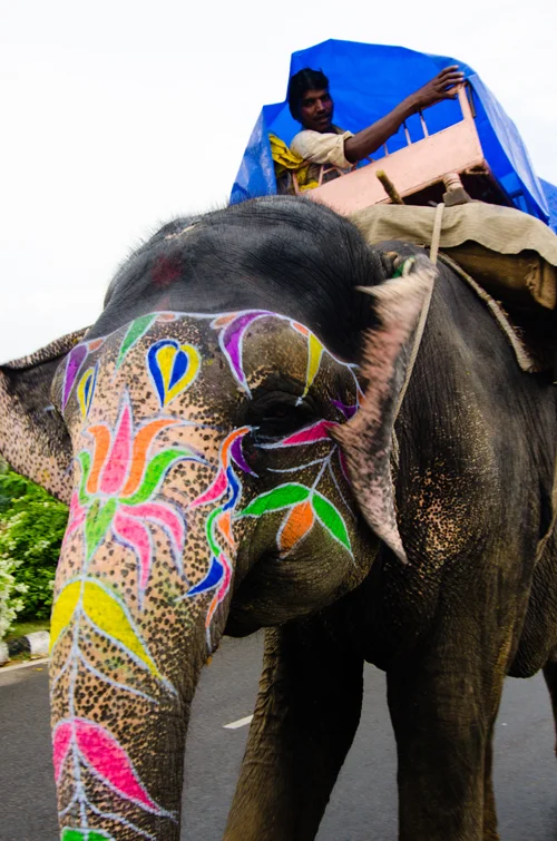 A painted elephant and his mahout (under his tarpaulin) meandering down the road