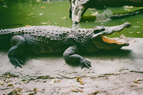 Wildlife Tour-6.jpg