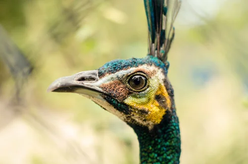 Wildlife Tour-29.jpg