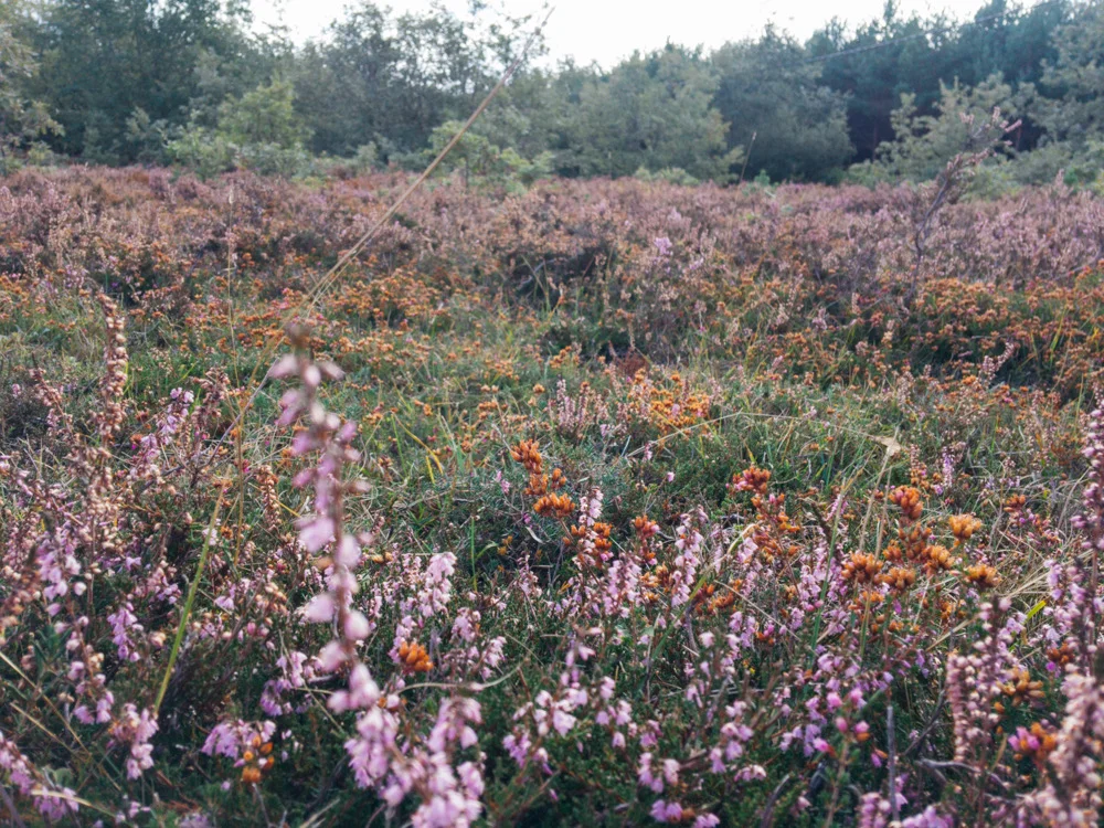 Wildflowers somewhere near(ish)&nbsp;Belorado