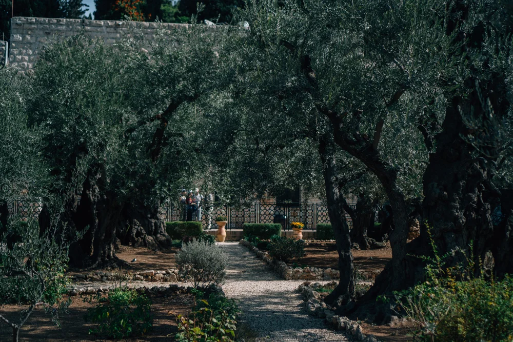 The Garden of Olives