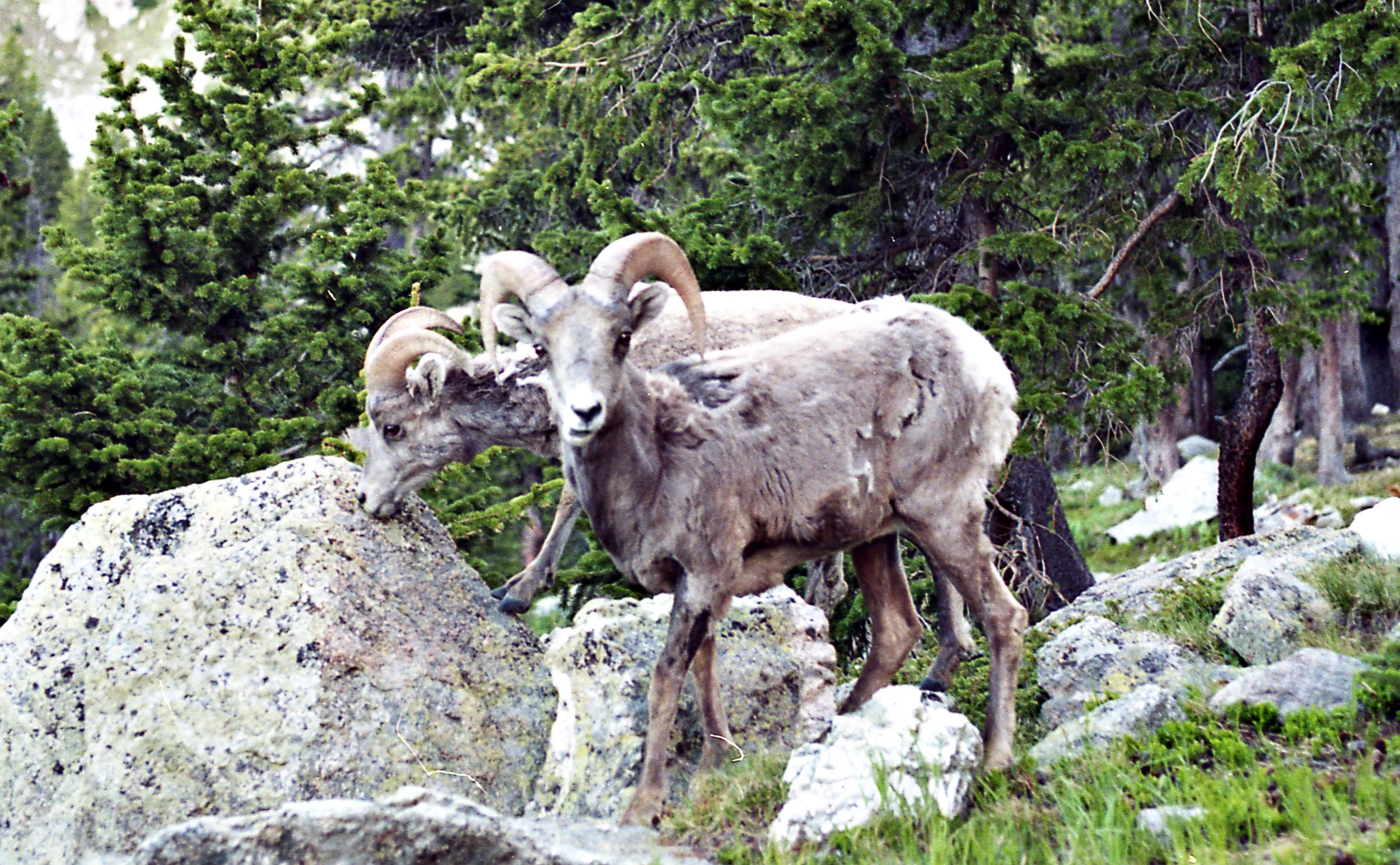 Hey'all, I just got this up and running so it might be a minute before I'm blogging. For now you have these bighorn sheep to hang with