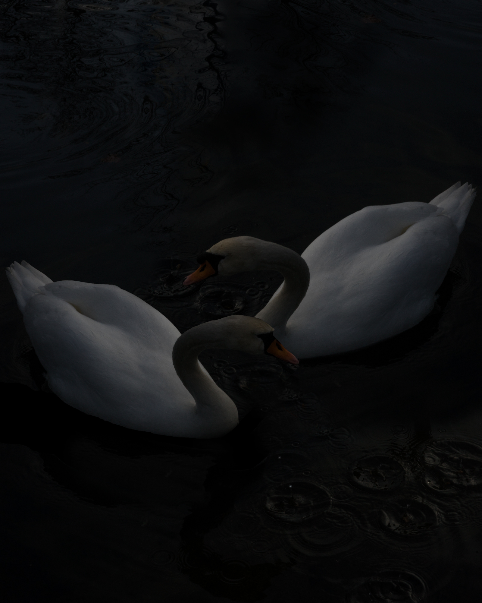 Swans