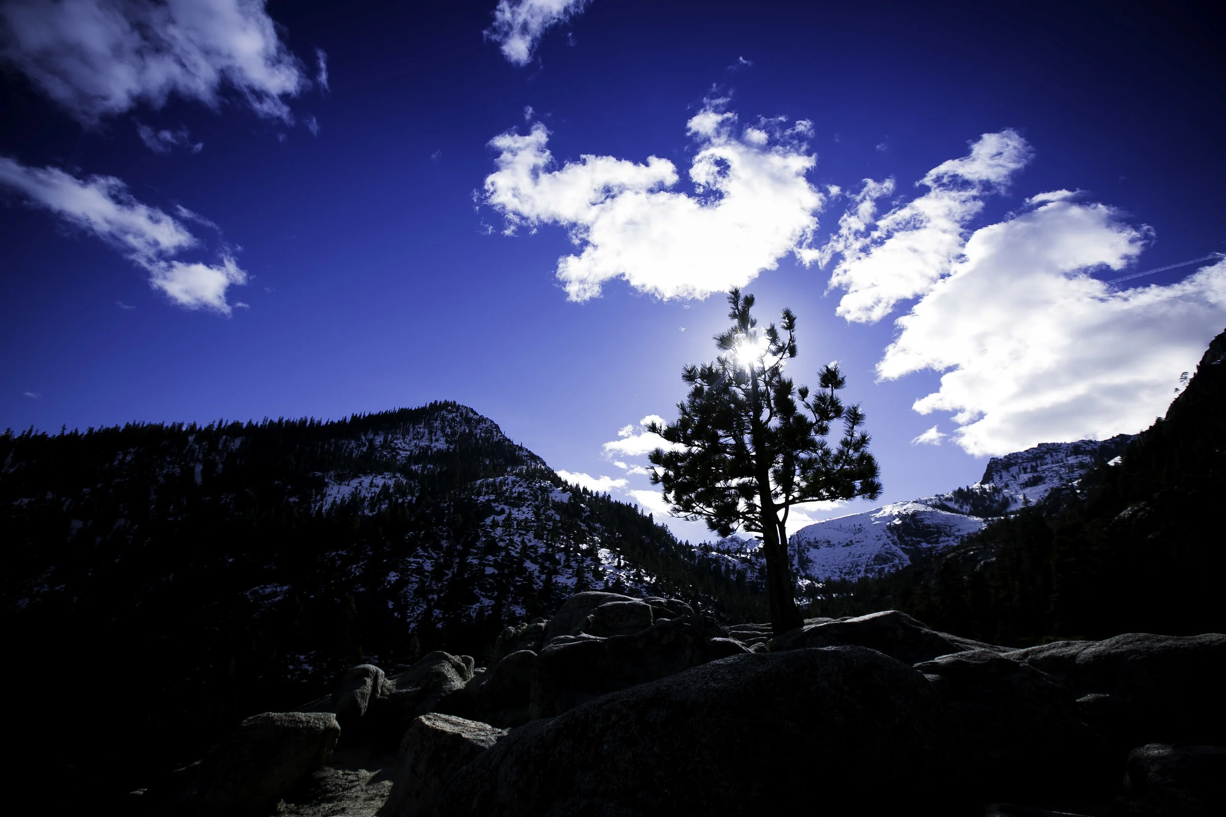 Lake Tahoe Tree silhouette.jpg