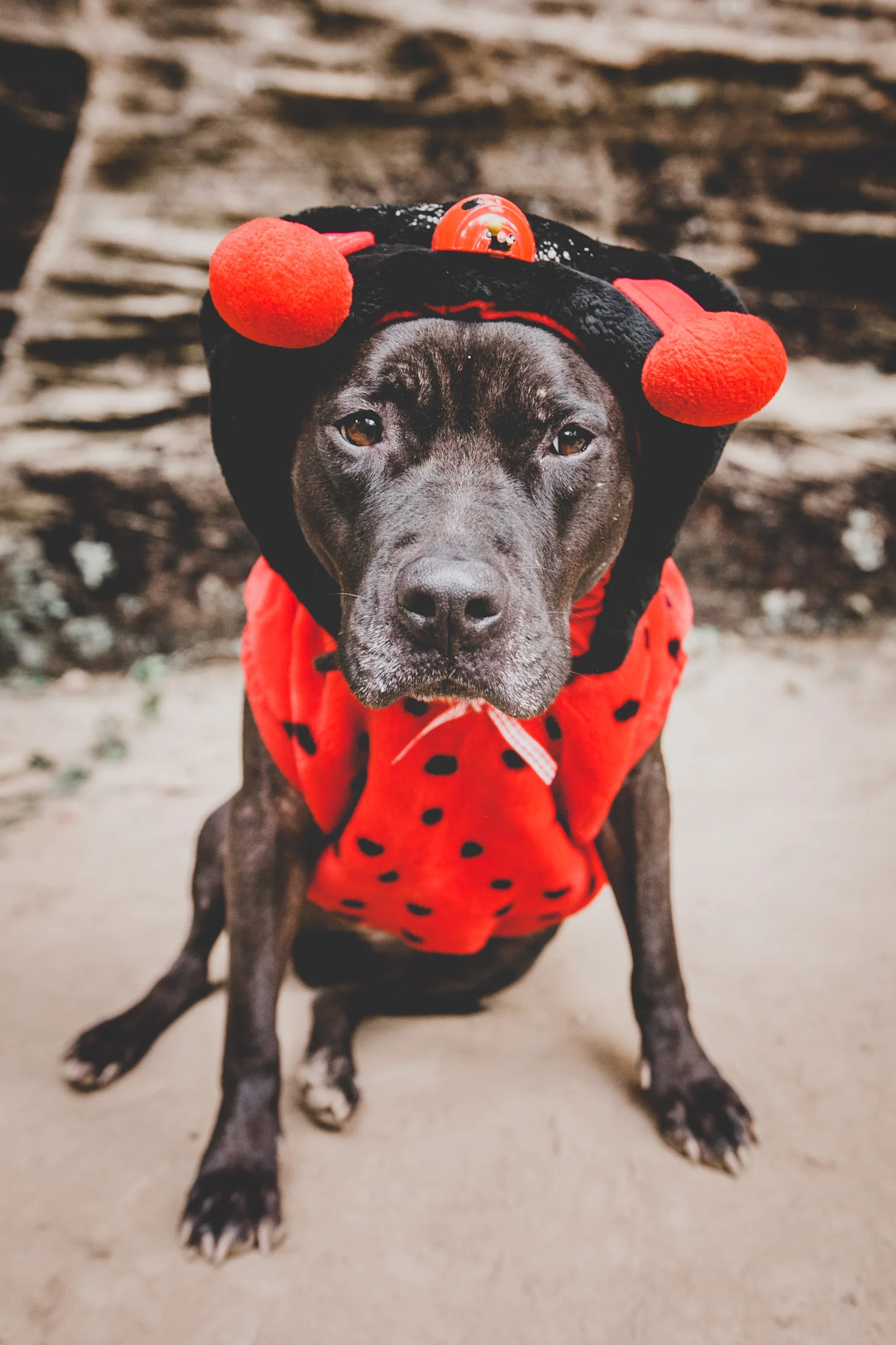 Kyra in her ladybug outfit. She loves it…