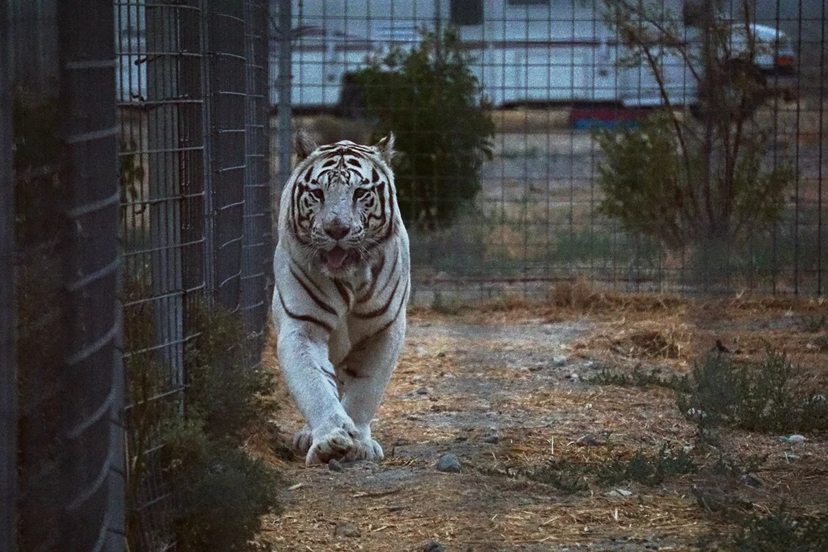 white tiger 2. 4x6jpg