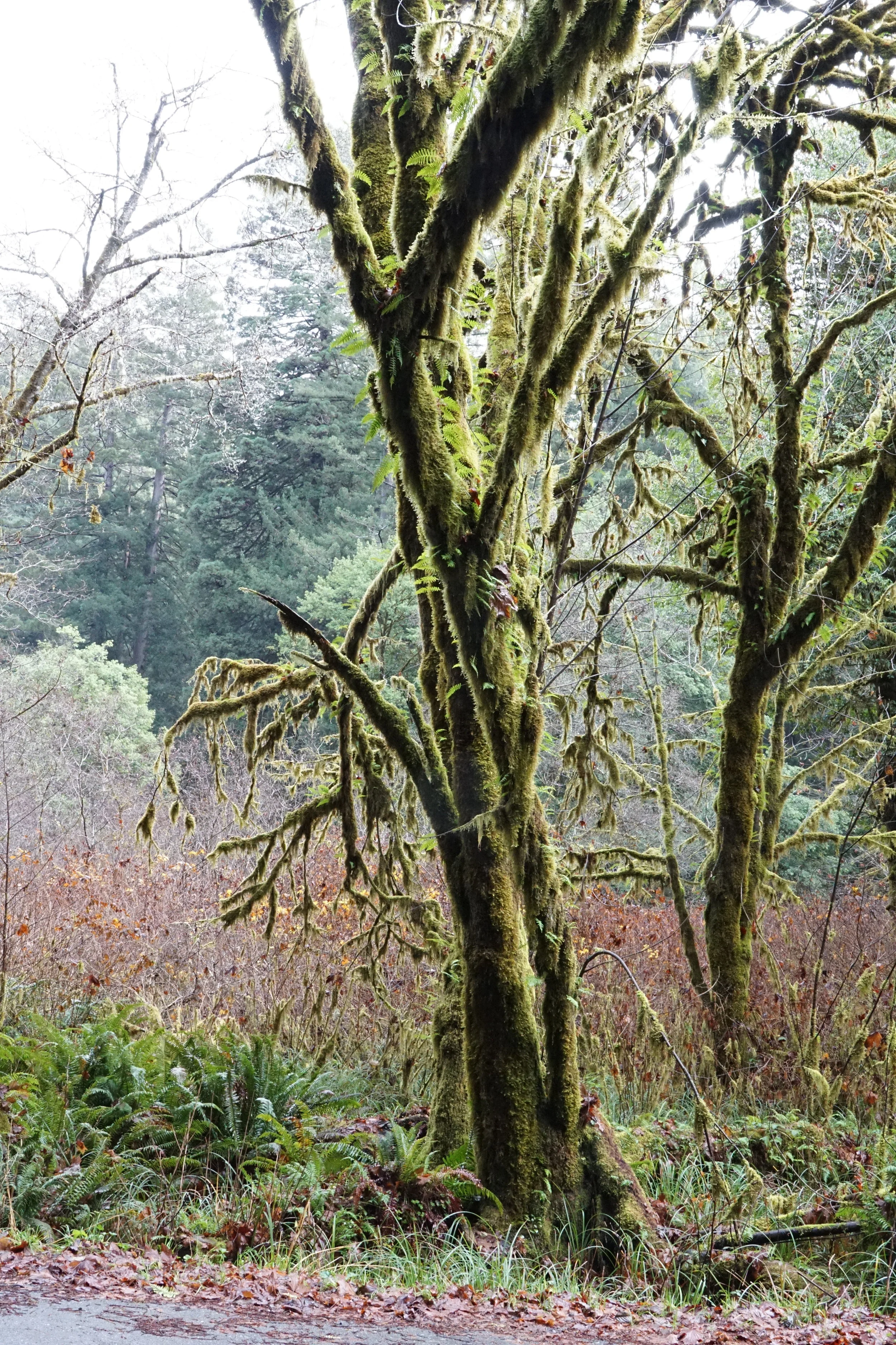 tree w moss redwood by oregon.JPG