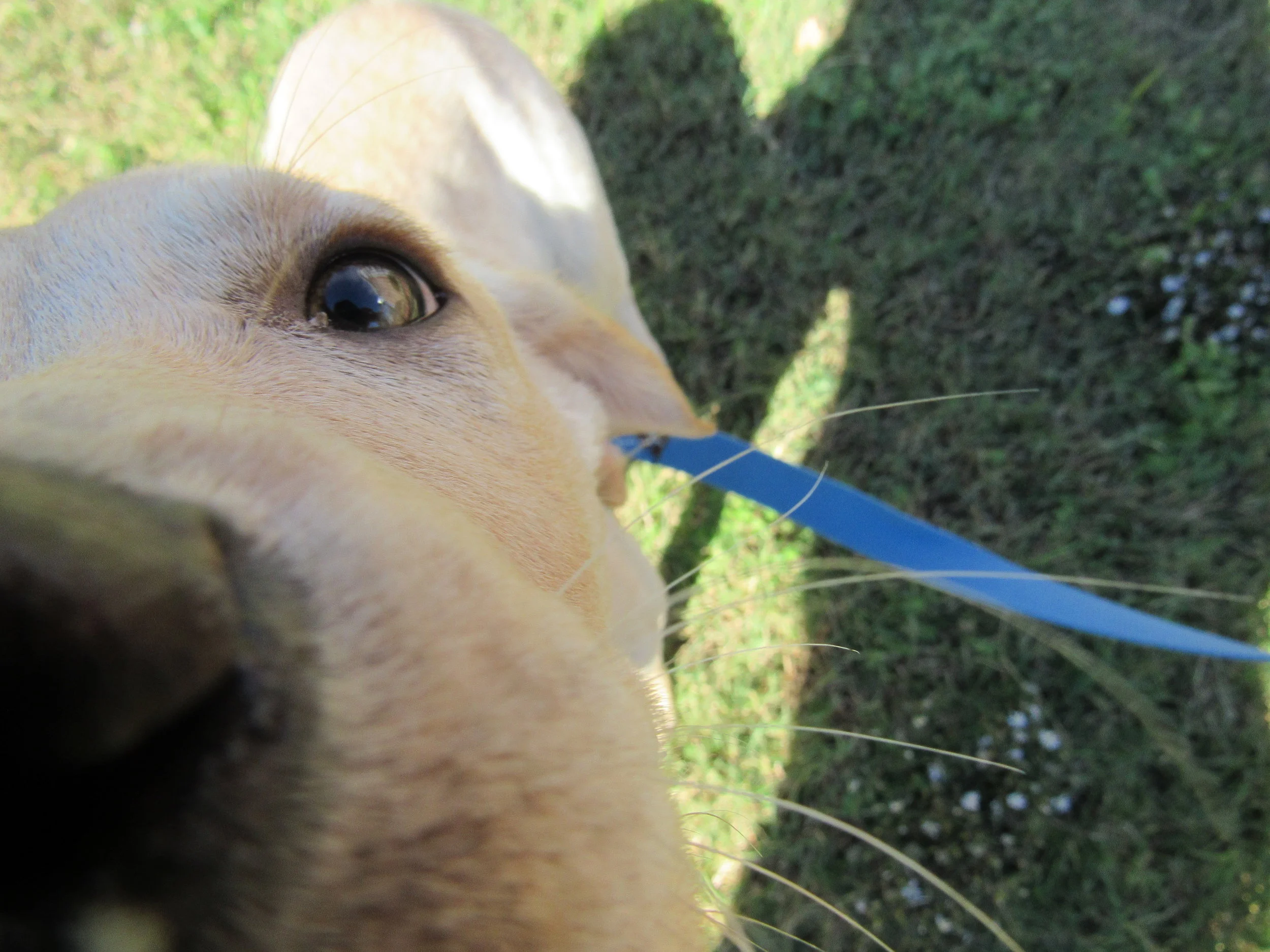 Throwback Thursday: When Cyril was just a pupppy