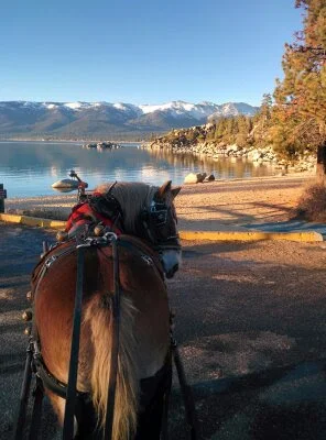 Horse Drawn Sleigh Rides at Sand Harbor State Park 