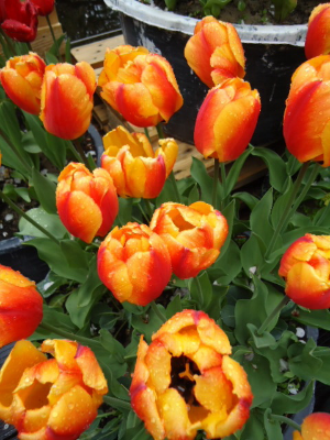 My favorite colour of tulips.