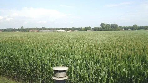 View of cornfields from my Studio. Netherlands, 2013