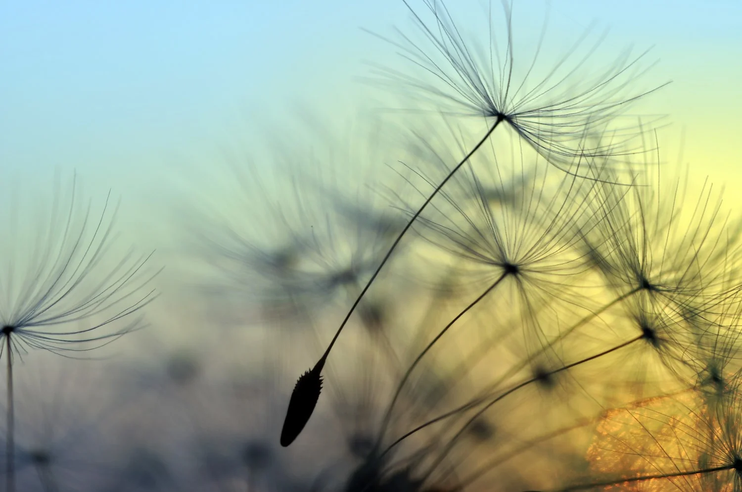 DandelionsFloating_small.jpeg