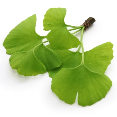 GingkoBiloba-min.jpeg