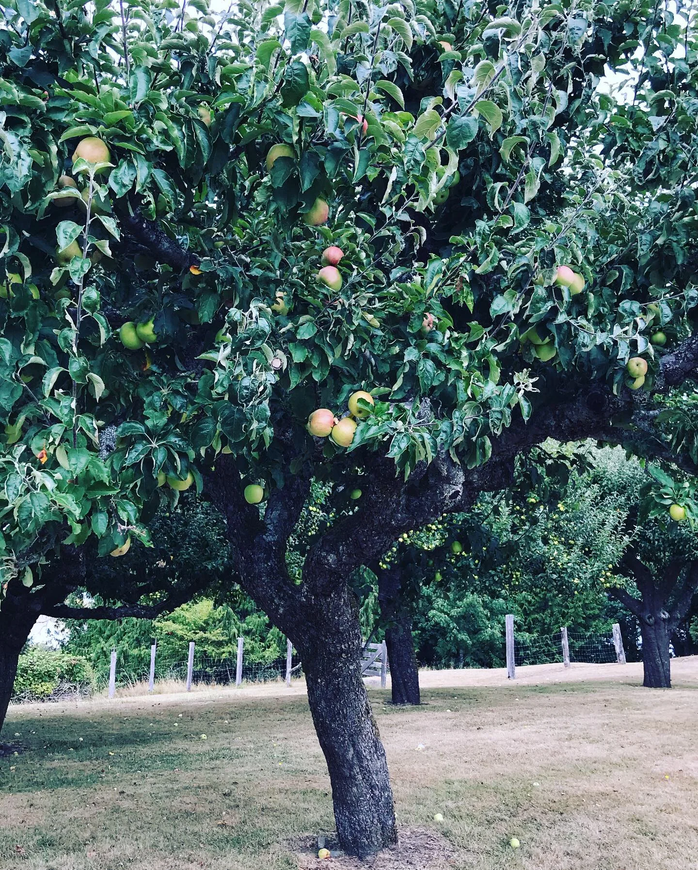 tree1.JPG