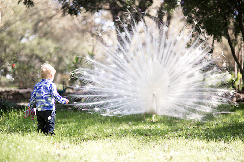 Austin TX Family Photographer 11.jpg