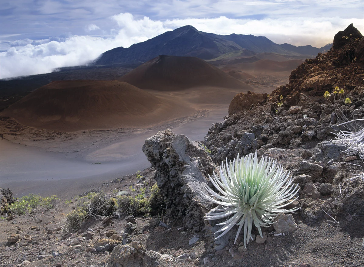 silversword, Haleakala Crater, Maui