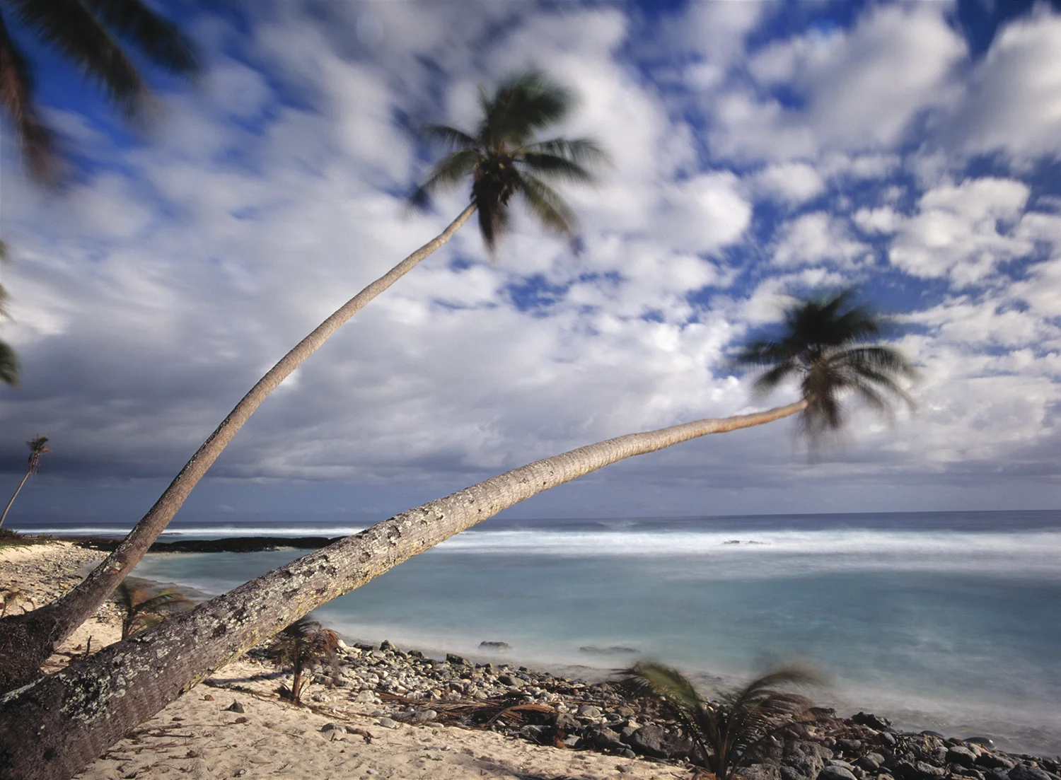 palms in the tradewind, Samoa