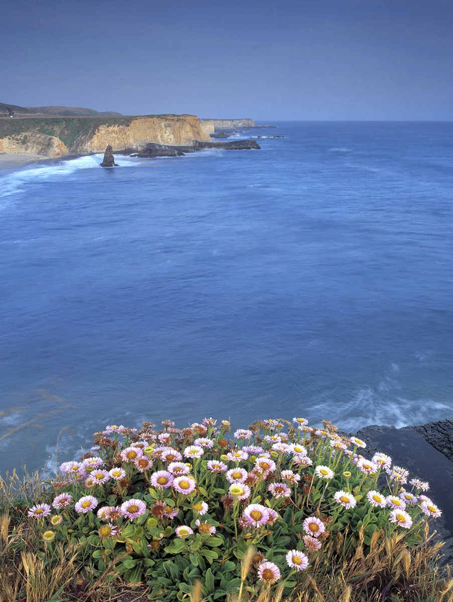 coastal daisies, Davenport