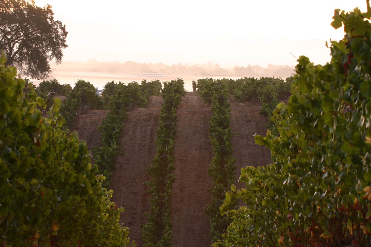 Lynmar, Sonoma County