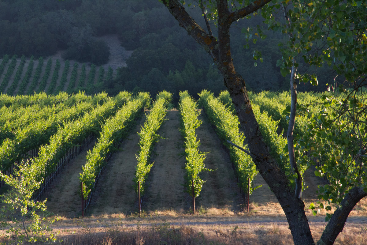 Windsor Oaks, Sonoma County