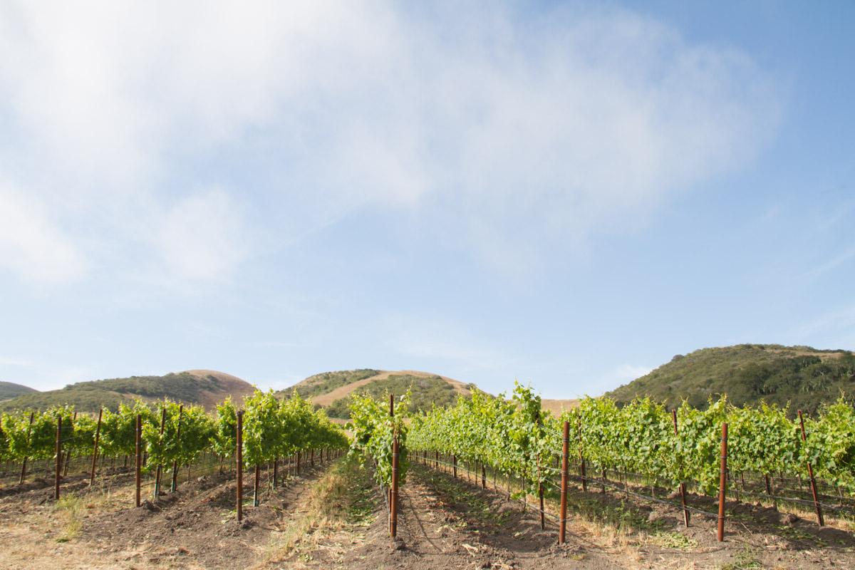 Rancho de la Viña, Santa Rita Hills