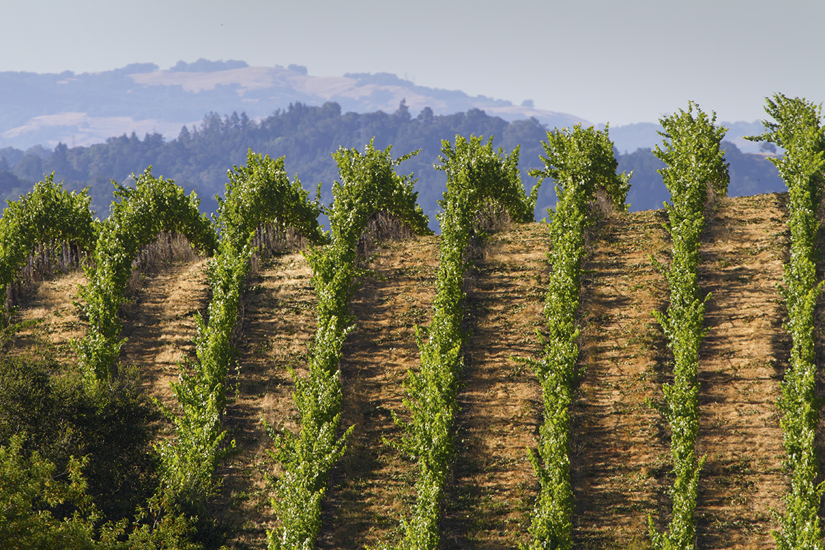 Windsor Oaks, Sonoma County