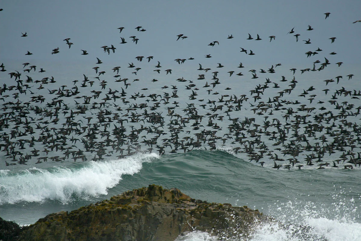 birds, and lots of them